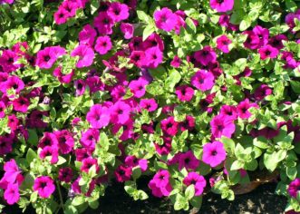 'Purple Wave' Petunia
