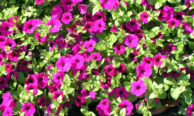 Petunia