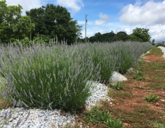 Raised beds supplemented with a gravel mulch will aid in better drainage for herbs, such as lavender (Lavandula species) that require well-drained soils.