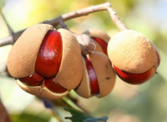 Red buckeye (Aesculus pavia var. pavia) fruit with smooth, leathery husks dehiscing to release hard, shiny seeds during mid-October. Seeds turn dark brown at maturity.