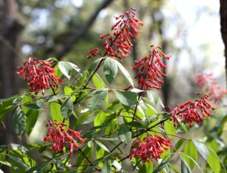 Red buckeye (Aesculus pavia var. pavia) in bloom with bright red flowers in late March. Notice the pronounced red coloration also in the leaf petioles.