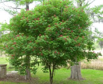Red buckeye (Aesculus pavia var. pavia) tree in bloom from late March to early April.