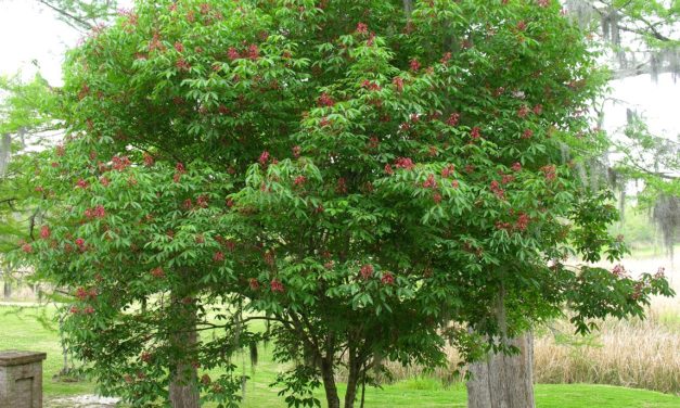 Buckeyes and Horsechestnuts