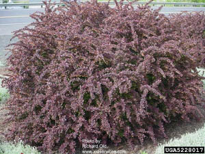 Red-leafed Japanese barberry