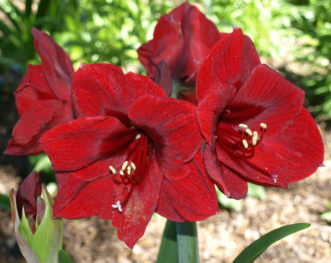Red Lion Amaryllis (Hippeastrum ‘Red Lion) can be easily forced to bloom indoors.