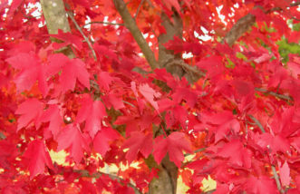 Red maple (Acer rubrum) leaves with intense red fall color.