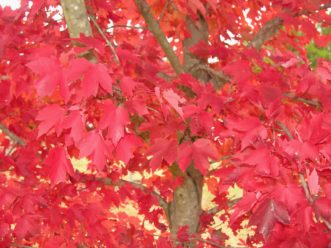 Red maple (Acer rubrum) with brilliant red fall color produced by anthocyanin pigments.