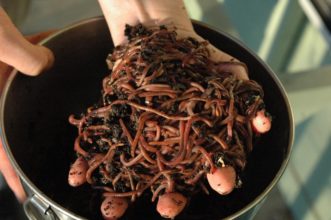 Red wiggler worms.