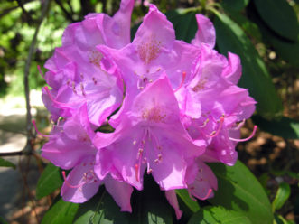 Rhododendron catawbiense flores de ‘Roseum Elegans'.