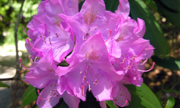 Rododendros