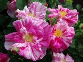 ‘Rosa Mundi’, a gallica rose.