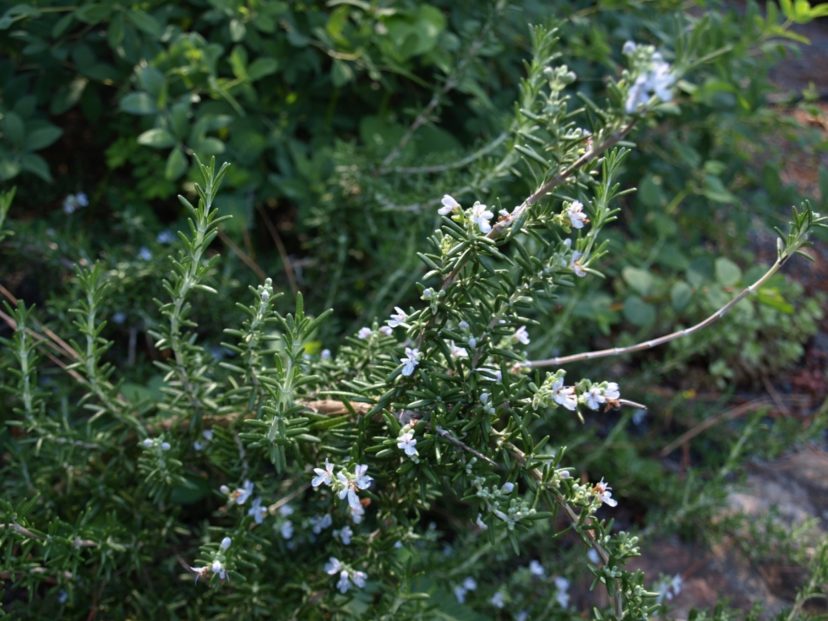 Rosemary (Rosemarinus officinalis) has a strong, distinctive flavor and is used in many meat dishes.