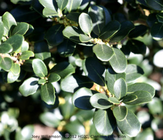 Rounded foliage of ‘Rotundifolius’ holly tea olive (Osmanthus heterophyllus).