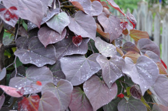 ‘Ruby Falls’ (Cercis x ‘Ruby Falls’) weeping redbud with purple foliage.