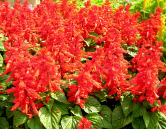 Salvia (Salvia coccinea 'Oasis Red').