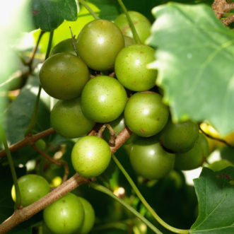 ‘Scuppernong’ muscadine fruit become bronze at maturity.