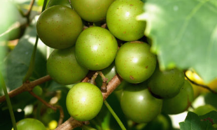 Muscadine Grape