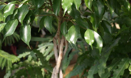 Weeping Ficus