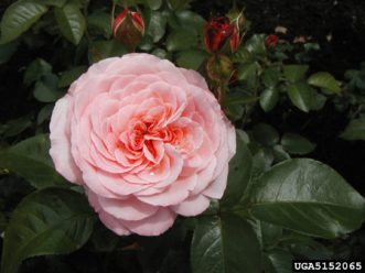 ‘Sexy Rexy’, a disease resistant floribunda rose