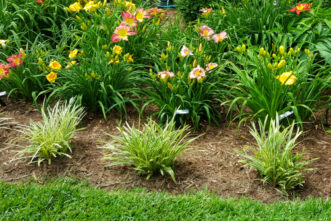 Shredded hardwood bark mulch makes an attractive mulch for landscape beds and provides a nice contrast between the beds and the lawn. Joey Williamson, ©2016 HGIC, Clemson Extension