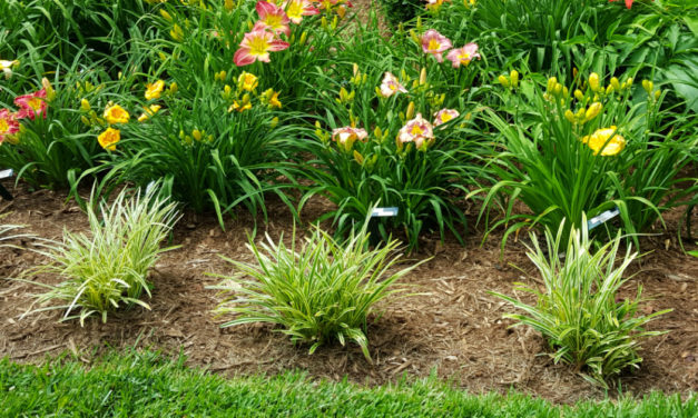 Mulch