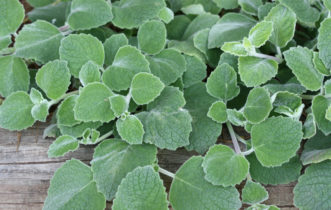 Silvery Plectranthus (Plectranthus 'Silver Crest').