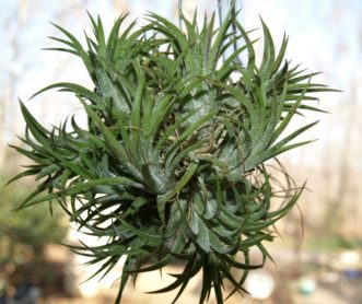 Small scales on the leaves enable the plant to absorb water and nutrients from the air.