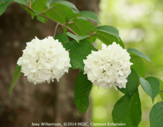 Smaller, but showy, white flower clusters of Japanese snowball viburnum (Viburnum plicatum f. plicatum) in late April.