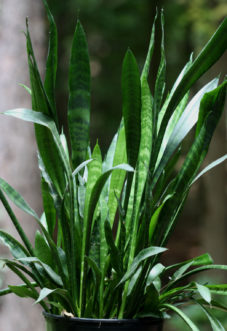 Snake plant or mother-in-law’s tongue (Sansevieria trifasciata) is prone to rotting by over-watering.