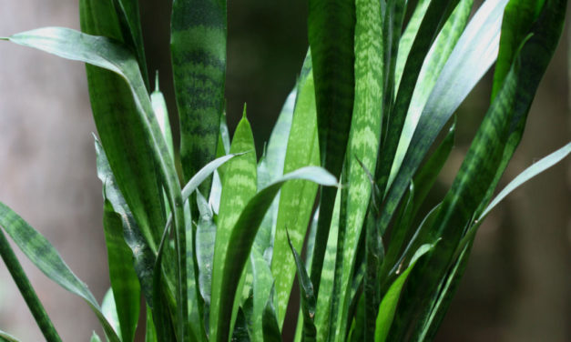 Indoor Plants – Watering