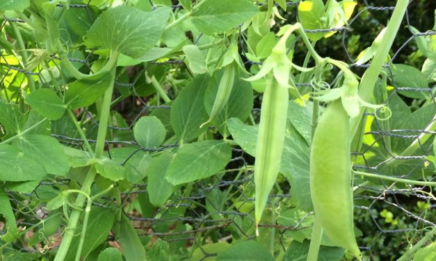 Snap peas are ready to harvest when the pods become plump. Dr. Anthony Keinath, ©2017, Clemson Extension