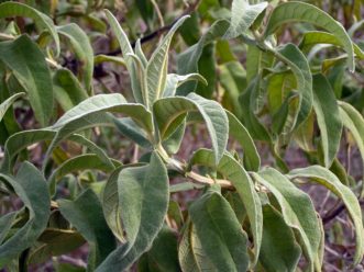Soft, felted leaves of sageleaf butterfly bush.