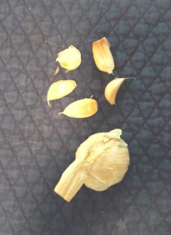 Soft neck garlic (Allium sativum) bulb and cloves. Plant the larger, outer cloves.