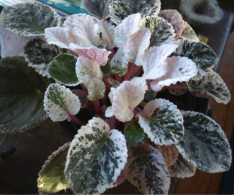 Some varieties of African violets (Saintpaulia species) have interesting variegated foliage.