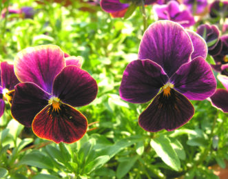‘Sorbet Antique Shades’ Johnny-Jump-Up