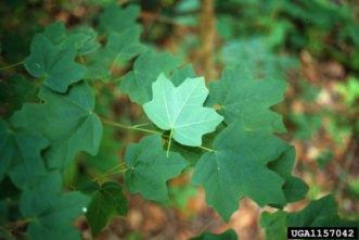 Southern sugar maple (Acer barbatum) foliage.