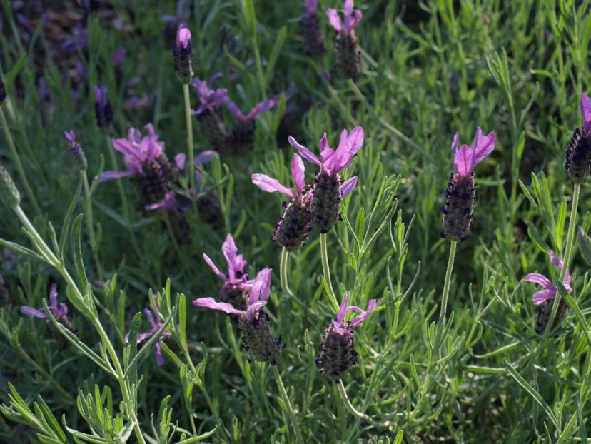 Spanish lavender (Lavandula stoechas) is an excellent lavender to grow in hot, southern climates.