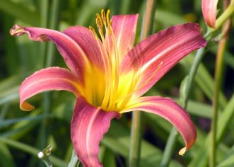 Spider form daylily flowers have narrow petals.