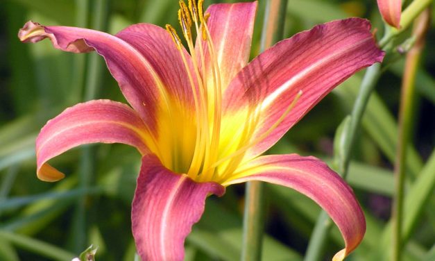 Daylily
