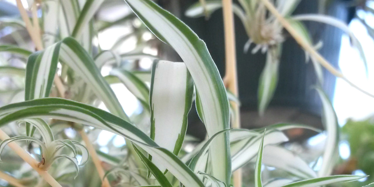 Spider plant plantlets (Cholorophytum comosum ‘Vittatum’) develop on the ends of the parent plants wiry stems. Photo by Barbara H. Smith, HGIC, Clemson Extension