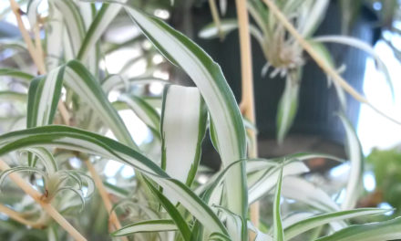 Spider Plant (<em>Chlorophytum comosum</em>)