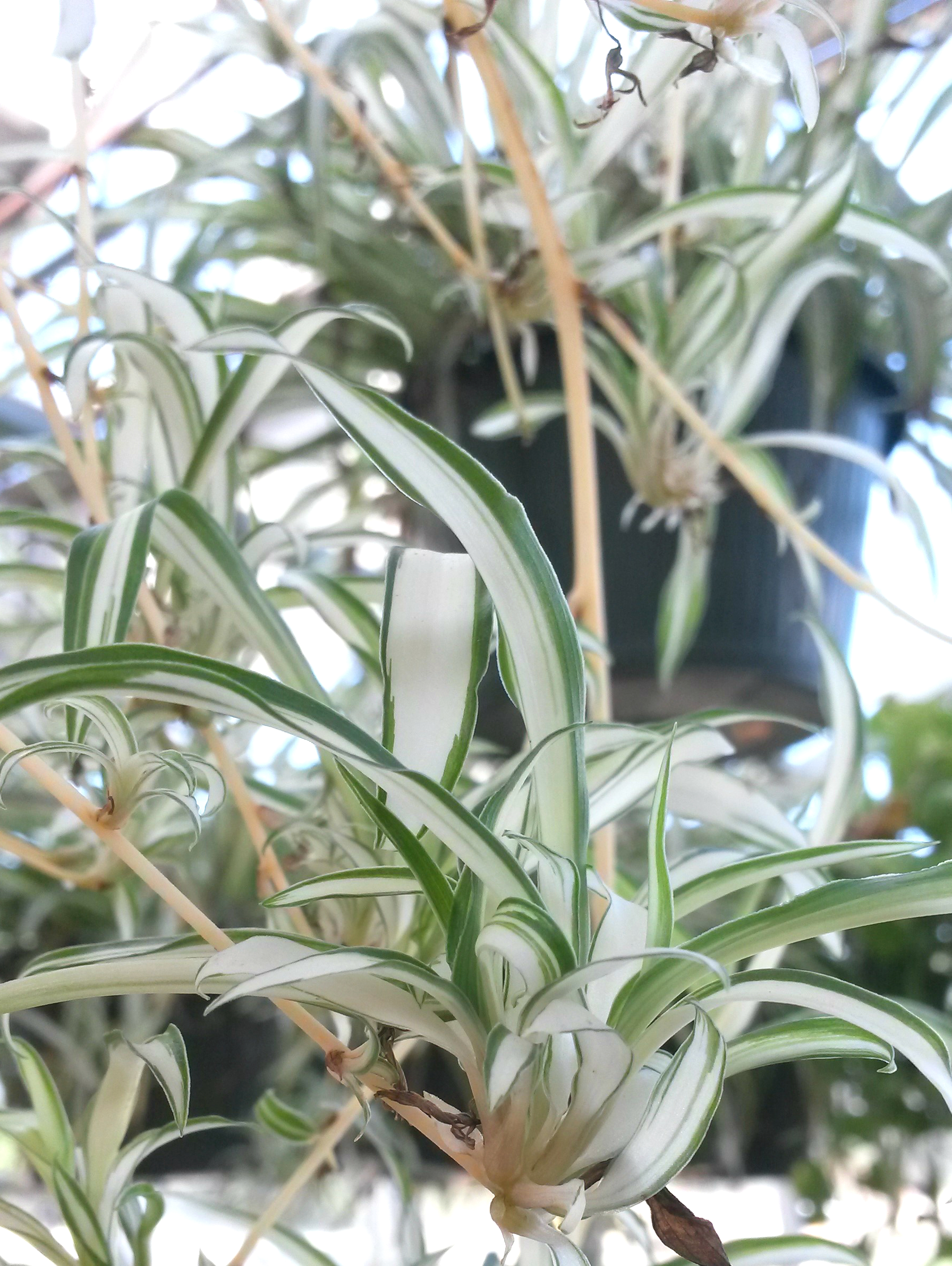 10 Giant Spider Plant