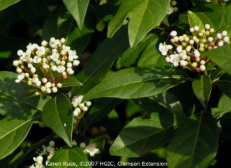 ‘Spring Bouquet’ laurustinus viburnum (Viburnum tinus) in bloom during early March.