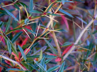‘Spring Glory’ wintergreen barberry