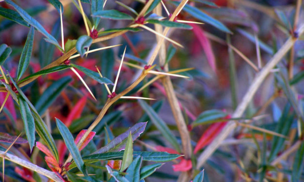 Barberry