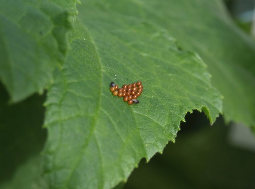 Squash bug eggs are laid in between leaf veins where they form a V pattern.
