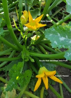 Squash have separate male and female flowers on the same plant. The female flowers have a swollen portion of stem immediately below the flower that will turn into the developing fruit. Pollinating insects, such as bees and wasps, are necessary to transfer the pollen to the female flower. Poor pollination will result in no fruit formation or either poorly formed fruit. 