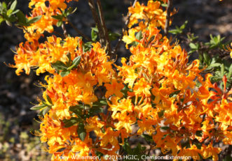 ‘Stonewall Jackson’ Confederate series hybrid azalea.