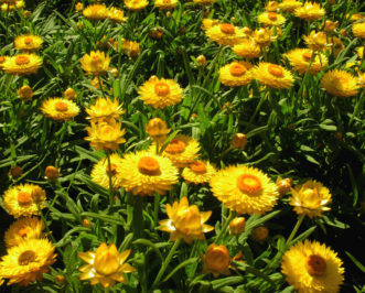 Strawflowers (Bracteantha bracteatum 'Helico Yellow').