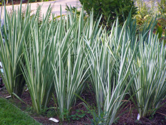 Striped foliage is a major feature of Iris ensata ‘Variegata’